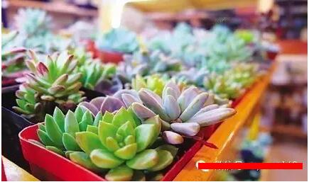 90后女生养多肉植物开店创业